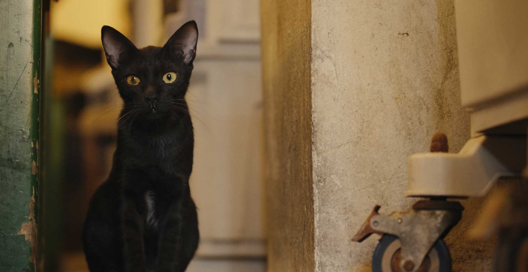 New doc follows flight attendant’s daring mission to rescue 25 alley cats from Qatar