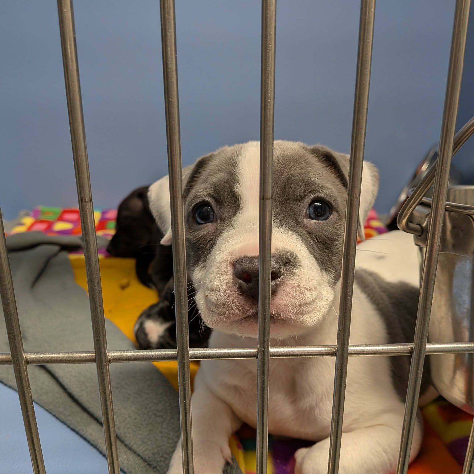 Dearborn animal shelter renames fundraiser after Coachella legal threat, gets flooded with donations