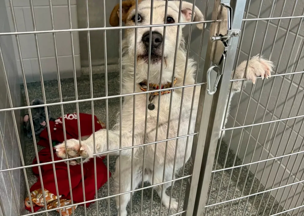 Coachella threatens Dearborn animal shelter over upcoming ‘Pawchella’ fundraiser